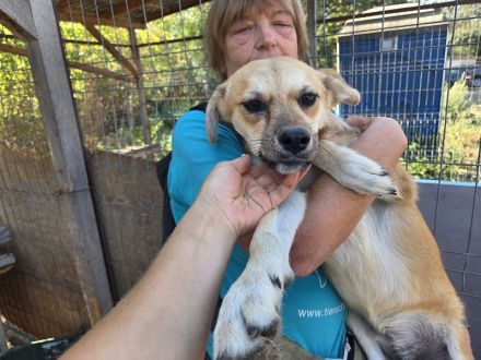 Cora, ruhige, soziale Hündin mit viel Herz und Charakter, 2 Jahre 45 cm