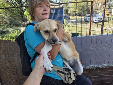 Cora, ruhige, soziale Hündin mit viel Herz und Charakter, 2 Jahre 45 cm