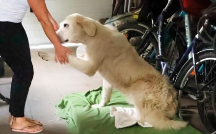 Verschmuste Hündin Meryl