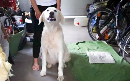 Verschmuste Hündin Meryl