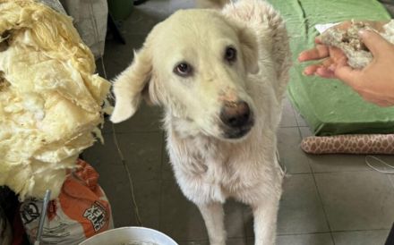 Verschmuste Hündin Meryl