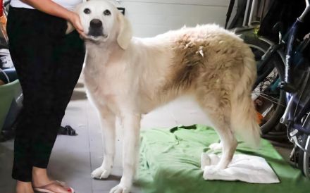 Verschmuste Hündin Meryl