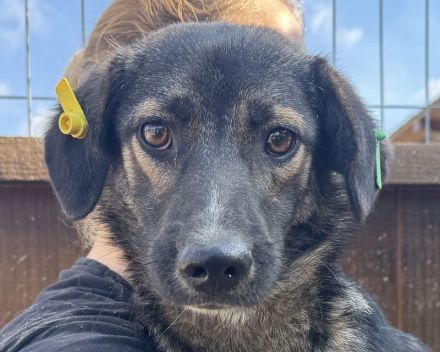 Jackomo, stille, sanftmütige Seele, die einfühlsame Menschen sucht, 2 Jahre, 50 cm