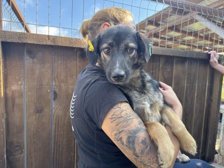 Jackomo, stille, sanftmütige Seele, die einfühlsame Menschen sucht, 2 Jahre, 50 cm