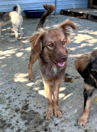 Ramon sucht sein Für-immer-Zuhause