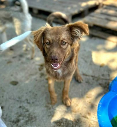 Ramon sucht sein Für-immer-Zuhause