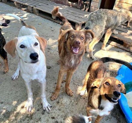 Ramon sucht sein Für-immer-Zuhause