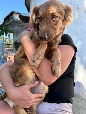 Ramon sucht sein Für-immer-Zuhause