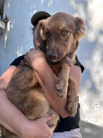 Ramon sucht sein Für-immer-Zuhause