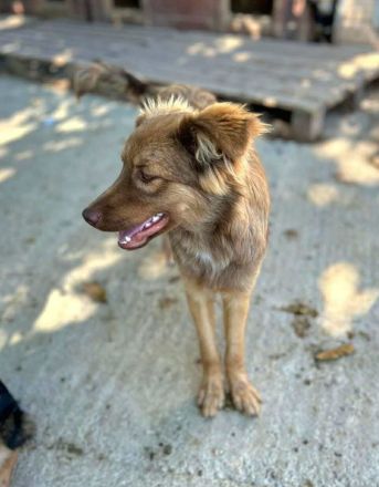 Ramon sucht sein Für-immer-Zuhause