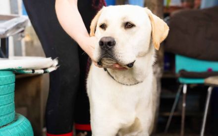 Amigo - sanfter Riese sucht Zuhause