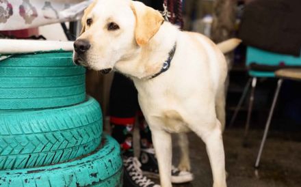 Amigo - sanfter Riese sucht Zuhause