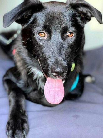 Dezra auf Pflegestelle in 48145 Münster sucht ihr Für-immer-Zuhause