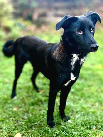 Dezra auf Pflegestelle in 48145 Münster sucht ihr Für-immer-Zuhause