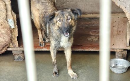 Sparky - ein Hund zum Verlieben