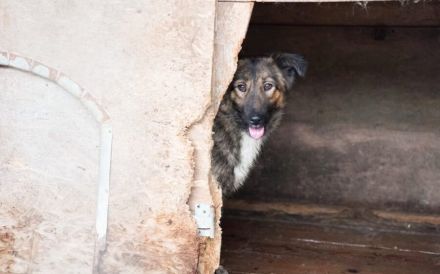 Sparky - ein Hund zum Verlieben