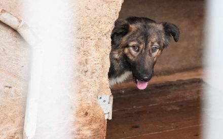 Sparky - ein Hund zum Verlieben