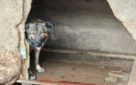 Sparky - ein Hund zum Verlieben