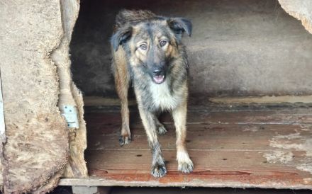 Sparky - ein Hund zum Verlieben