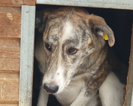 Maja, wunderschöne, hell gestromte, zurückhaltende Hündin, 2 Jahre, 60 cm