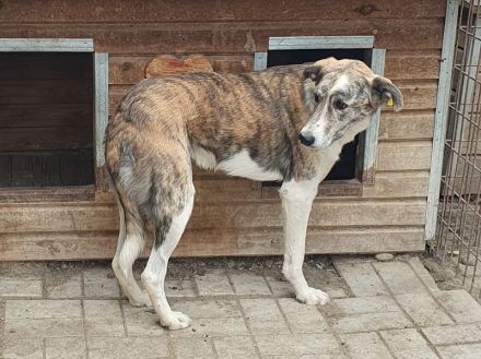 Maja, wunderschöne, hell gestromte, zurückhaltende Hündin, 2 Jahre, 60 cm