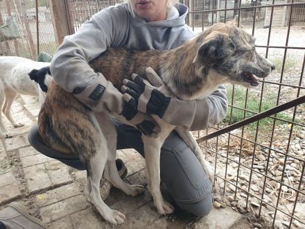 Maja, wunderschöne, hell gestromte, zurückhaltende Hündin, 2 Jahre, 60 cm