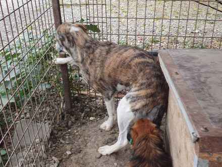 Maja, wunderschöne, hell gestromte, zurückhaltende Hündin, 2 Jahre, 60 cm