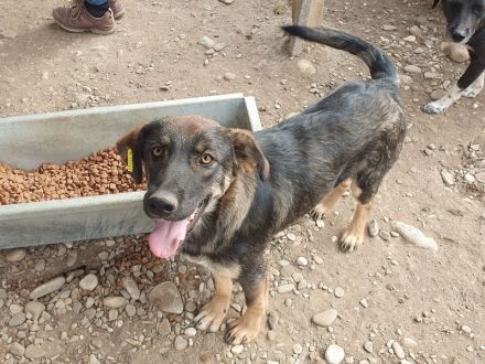Matteo, jung, aktiv und voller Lebensfreude! 1 Jahr, 52 cm