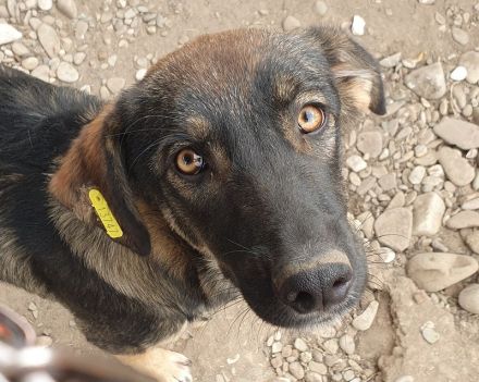 Matteo, jung, aktiv und voller Lebensfreude! 1 Jahr, 52 cm