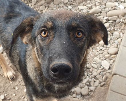 Matteo, jung, aktiv und voller Lebensfreude! 1 Jahr, 52 cm