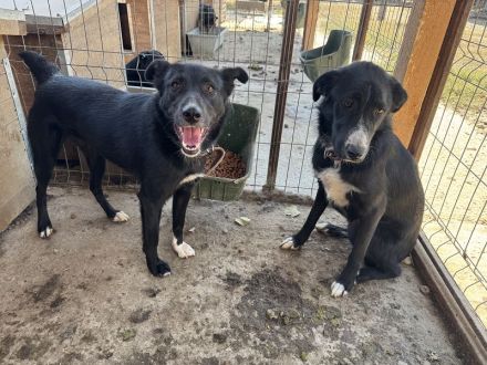 Tabea, lebhafte Hündin, die sehr dem Menschen zugetan ist, 2 Jahre, 57 cm