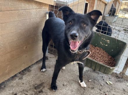 Tabea, lebhafte Hündin, die sehr dem Menschen zugetan ist, 2 Jahre, 57 cm