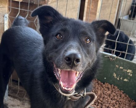 Tabea, lebhafte Hündin, die sehr dem Menschen zugetan ist, 2 Jahre, 57 cm