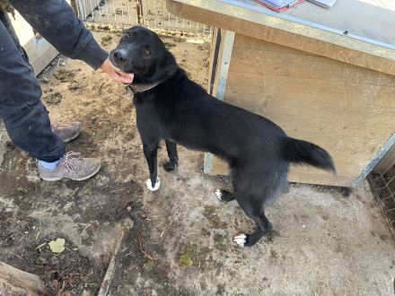 Tabea, lebhafte Hündin, die sehr dem Menschen zugetan ist, 2 Jahre, 57 cm