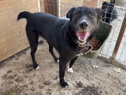 Tabea, lebhafte Hündin, die sehr dem Menschen zugetan ist, 2 Jahre, 57 cm