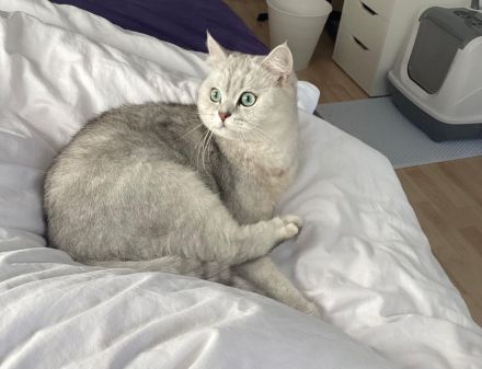 2 BH Katzen suchen liebvolles zuhause