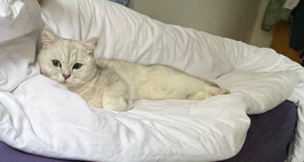 2 BH Katzen suchen liebvolles zuhause