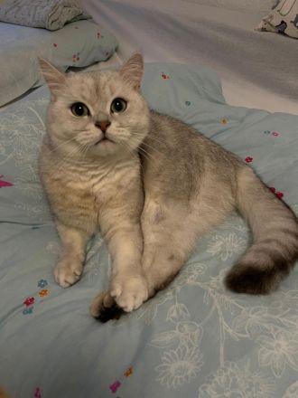 2 BH Katzen suchen liebvolles zuhause