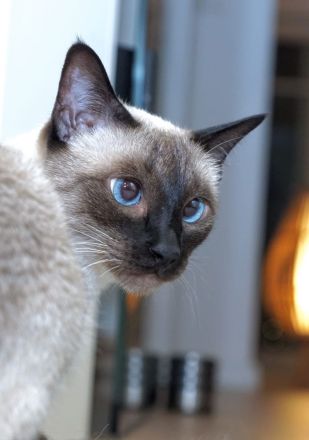 Reinrassige Siam Kitten erwartet - Abgabe Januar 2026 - für Allergiker geeignet