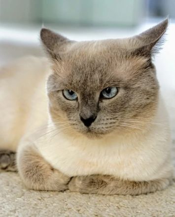 Reinrassige Siam Kitten erwartet - Abgabe Januar 2026 - für Allergiker geeignet