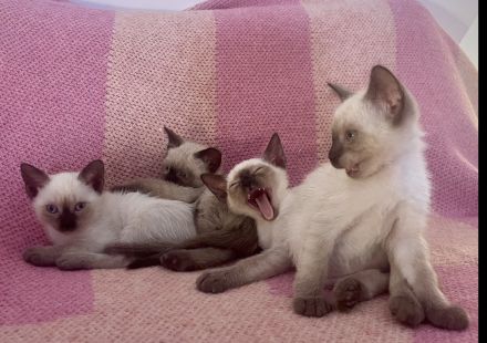 Reinrassige Siam Kitten erwartet - Abgabe Januar 2026 - für Allergiker geeignet