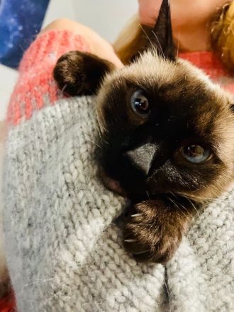 Reinrassige Siam Kitten erwartet - Abgabe Januar 2026 - für Allergiker geeignet