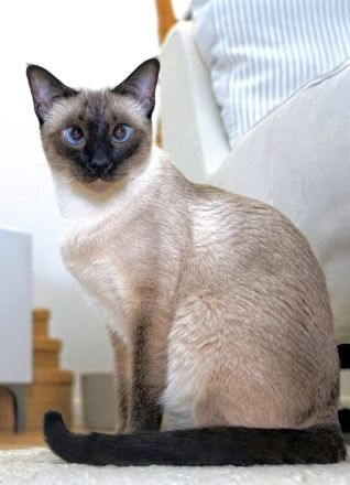 Reinrassige Siam Kitten erwartet - Abgabe Januar 2026 - für Allergiker geeignet