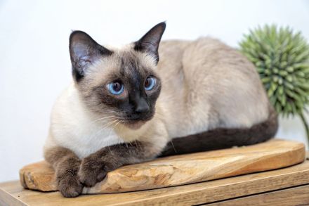 Reinrassige Siam Kitten erwartet - Abgabe Januar 2026 - für Allergiker geeignet