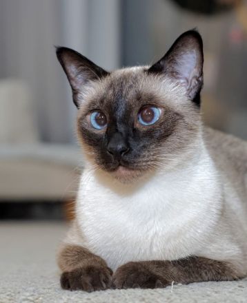 Reinrassige Siam Kitten erwartet - Abgabe Januar 2026 - für Allergiker geeignet