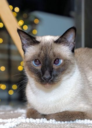 Reinrassige Siam Kitten erwartet - Abgabe Januar 2026 - für Allergiker geeignet