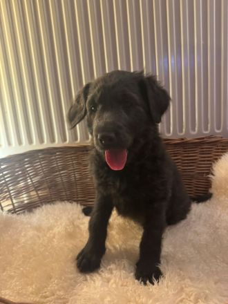 Labradoodle süsser Junge von 9/2025