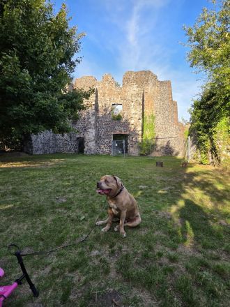 American bully xl Rüde sucht endplatz