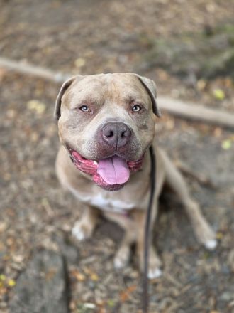 American bully xl Rüde sucht endplatz