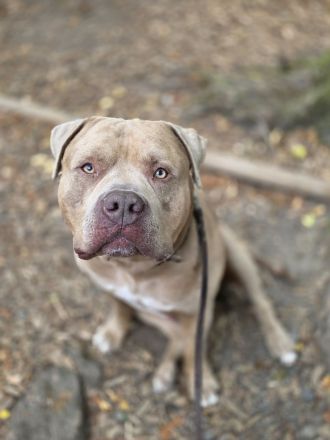 American bully xl Rüde sucht endplatz